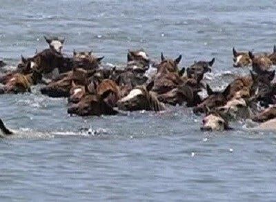 Photos: Chincoteague Pony Swim Through the Years
